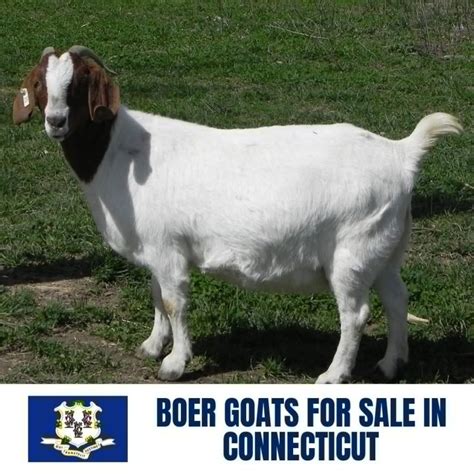 live goat for sale in ct